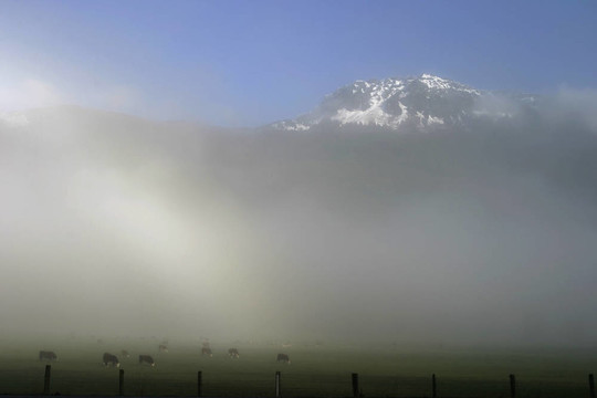 和Mountains的牛