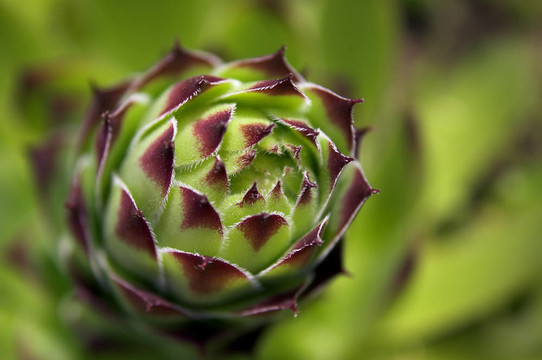 sempervirum