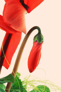 摘要紅的花
