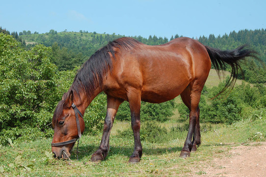 馬