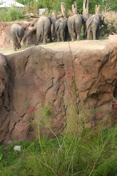大象在動物園