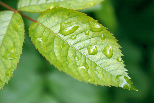 葉上的雨