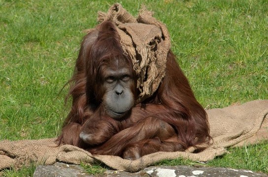 Orang utan和袋