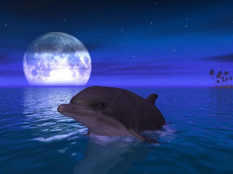海豚
