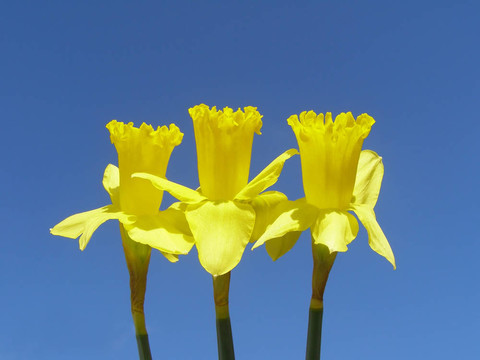 水仙花