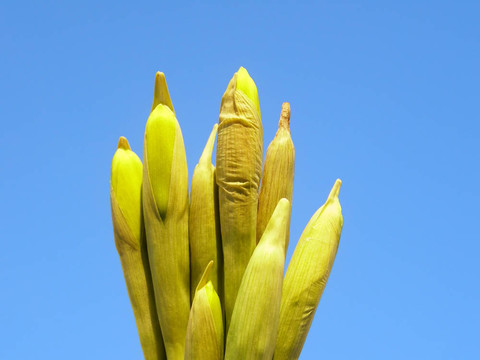 水仙花