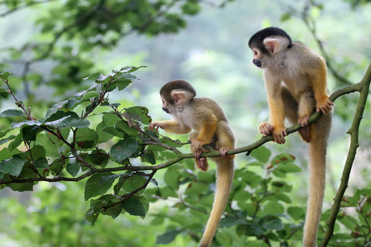 兩個(gè)嬰兒squirrelmonkey外冒險(xiǎn)
