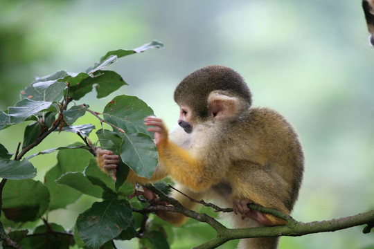squirrelmonkey