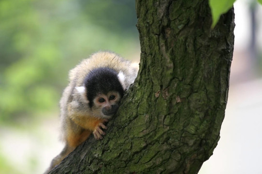 好奇的squirrelmonkey