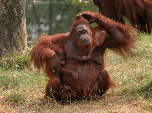 Mother orang utan有兩個(gè)孩子