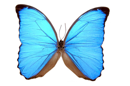 閃光的藍(lán)色蝴蝶（Morpho menelaus）