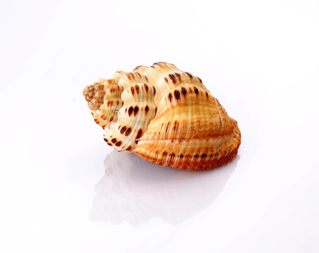 殼