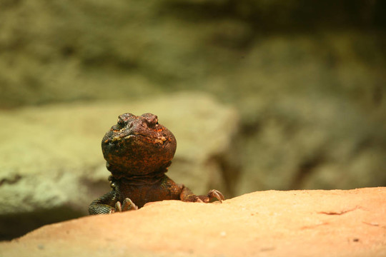 刺尾agamid