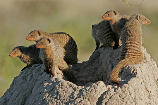 Mongoose的家人
