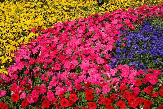 Trumpet Flowers的多樣性