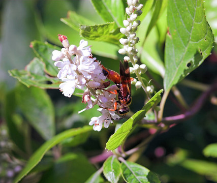 蜜蜂在花