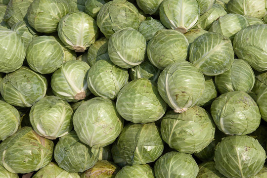綠色卷心菜