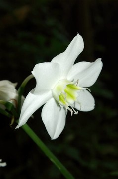 優(yōu)雅的白色的花