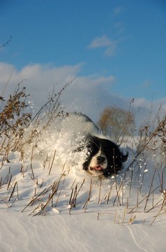 笨拙的狗和雪