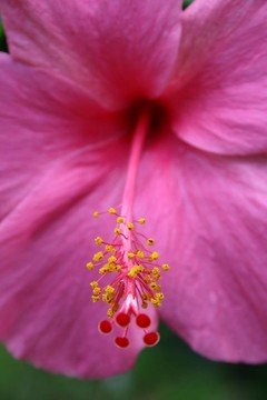 木槿