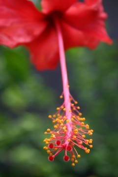 紅芙蓉