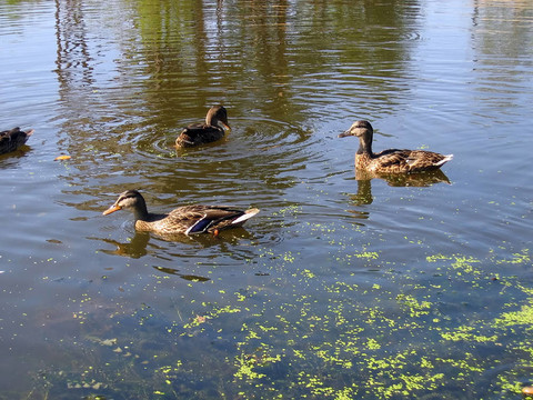 鴨子湖