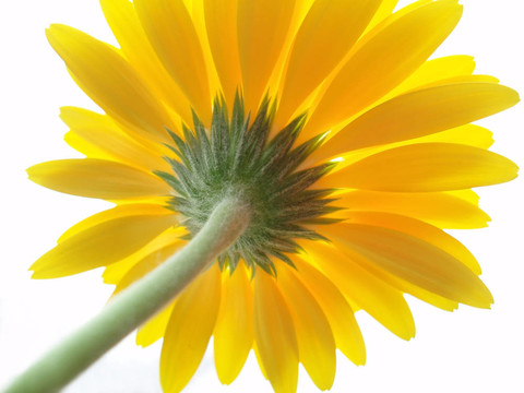 黃太陽菊