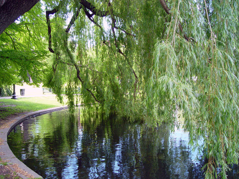 Willow Tree池塘