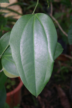 leaves-03