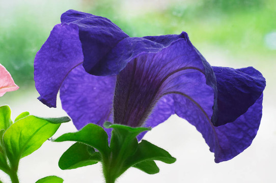 矮牽牛花