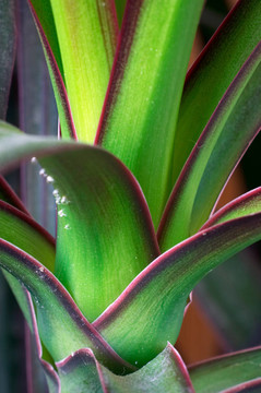 Dracaena draco（龍樹(shù)）