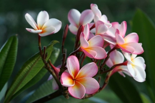 雞蛋花、雞蛋花