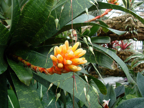 黃色的花