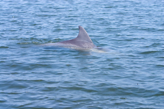 dolphin3
