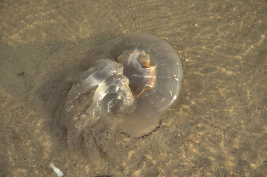 水母死了