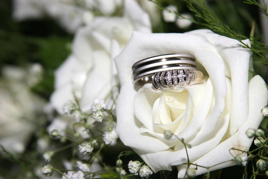 玫瑰中的結(jié)婚戒指