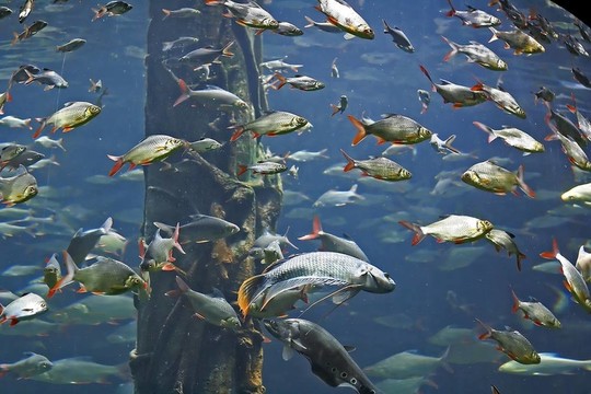 一群魚