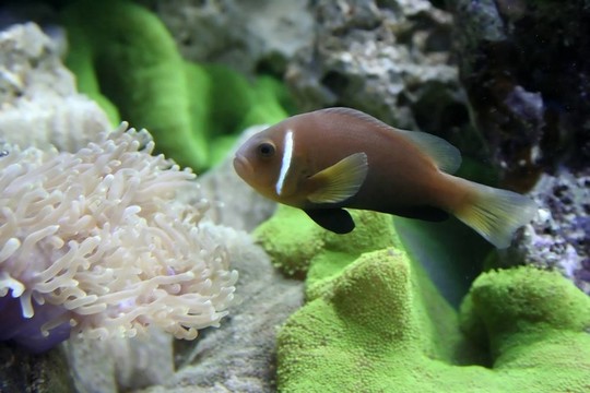 棕色的魚