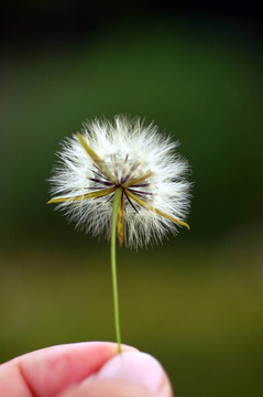 花球