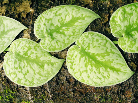 優(yōu)雅的葉子