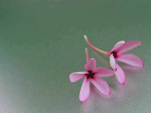 兩個(gè)粉紅色的花朵