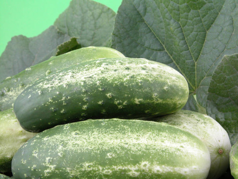 黃瓜