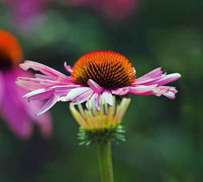 松果菊