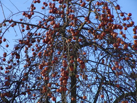 蘋(píng)果樹(shù)