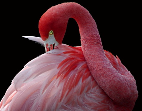 火烈鳥(niǎo)
