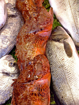 海里的魚