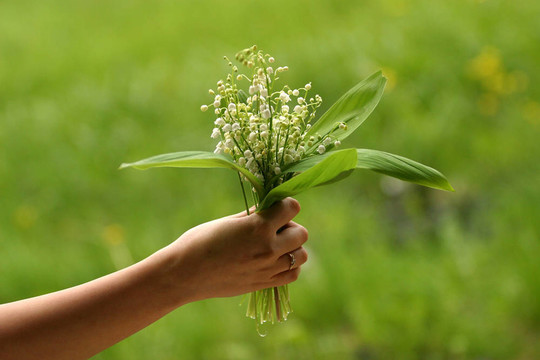 百合花