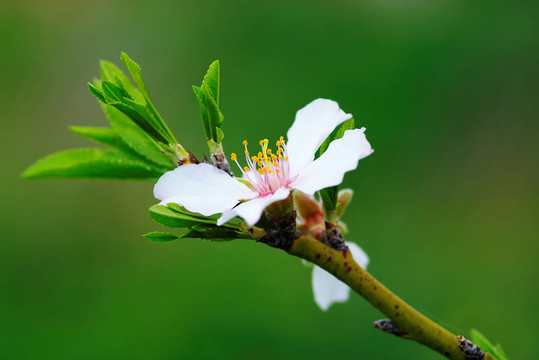 杏仁樹的花