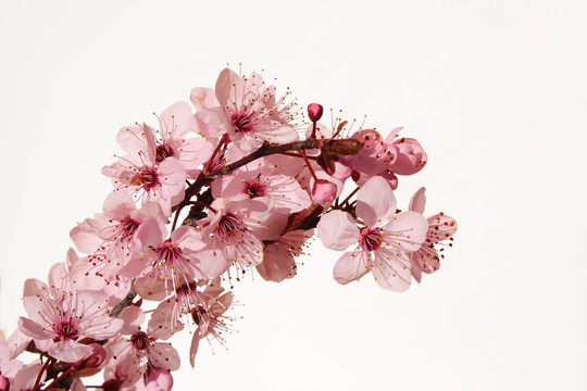 開花