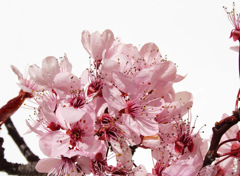 開花